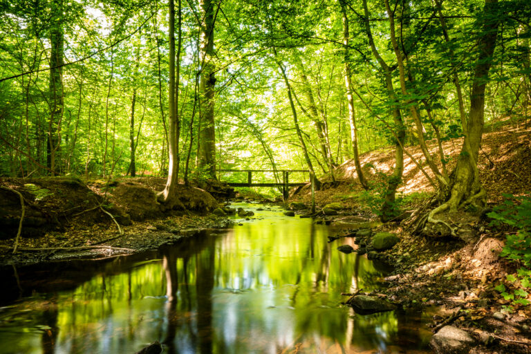 a river surrounded by forest trees and a bridge in the distance