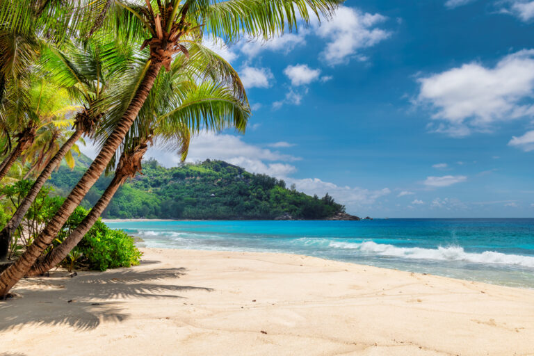 beach with palm trees